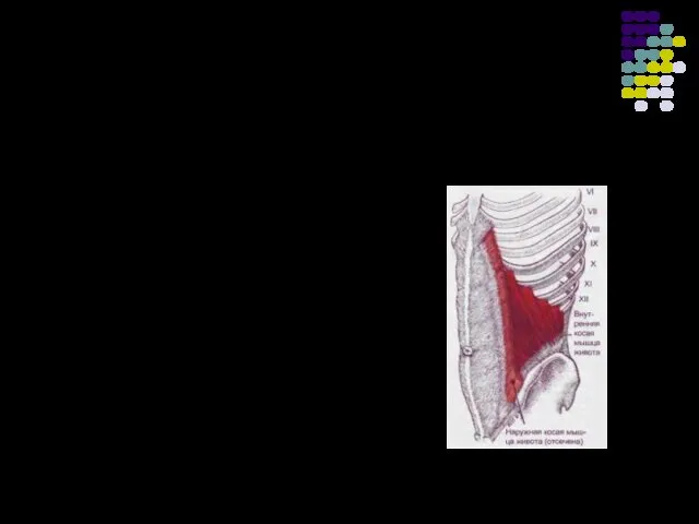 Внутренняя косая мышца живота Места крепления : Функция: При одностороннем