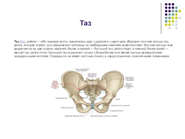 Таз Таз (лат. pelvis) — обе тазовые кости, соединяясь друг