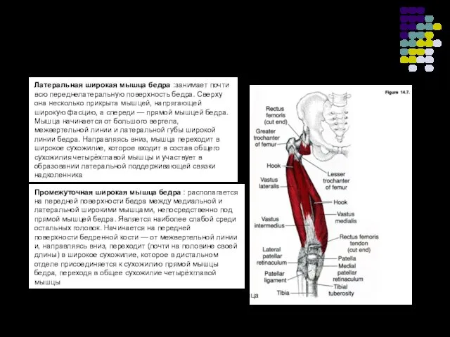 Латеральная широкая мышца бедра :занимает почти всю переднелатеральную поверхность бедра.