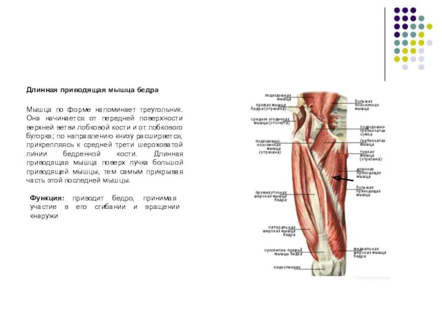 Длинная приводящая мышца бедра Мышца по форме напоминает треугольник. Она