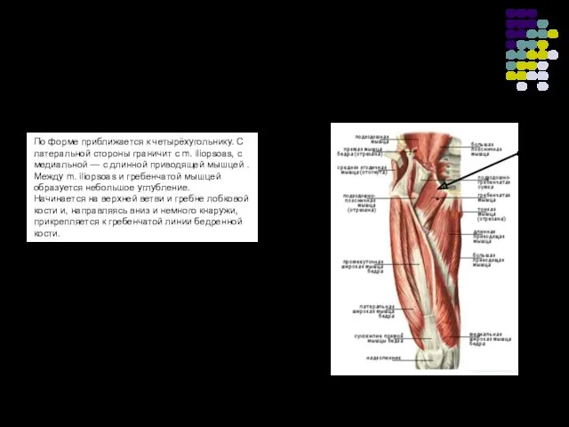 Гребенчатая мышца По форме приближается к четырёхугольнику. С латеральной стороны