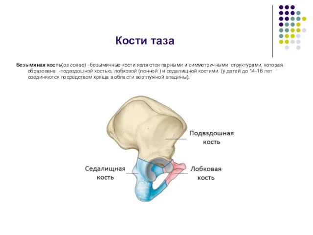 Кости таза Безымяная кость(os coxae) –безымянные кости являются парными и