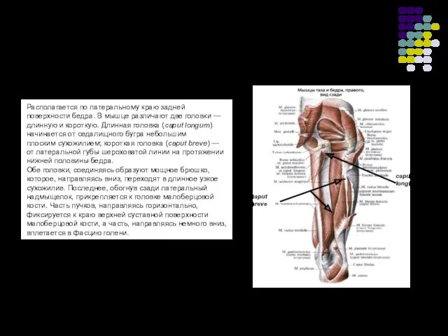 Двуглавая мышца бедра Располагается по латеральному краю задней поверхности бедра.