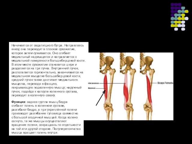 Полуперепончатая мышца бедра Начинается от седалищного бугра. Направляясь книзу, она