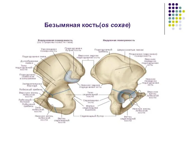 Безымяная кость(os coxae)