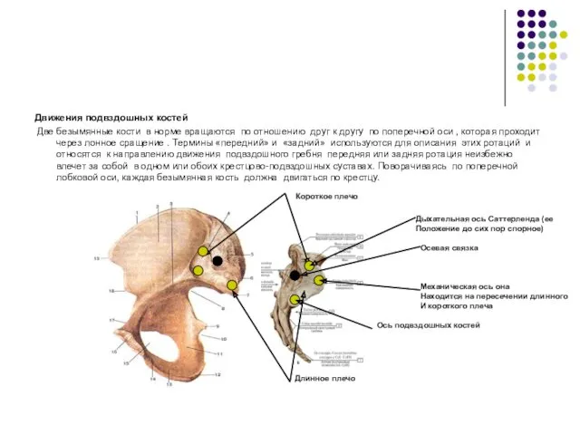 Движения подвздошных костей Две безымянные кости в норме вращаются по