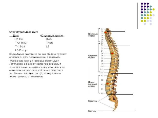 Структуральные дуги Дуги «Ключевые камни» C2-Th2 C2/3 Th2-Th12 Th5/6 Th12-L5