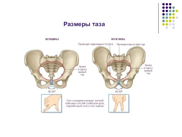 Размеры таза