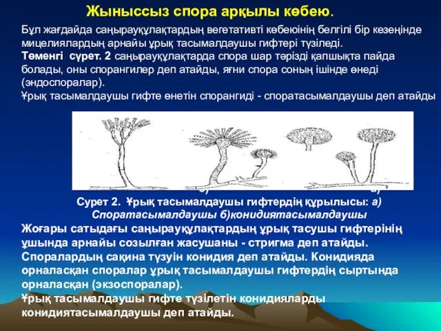 Жыныссыз спора арқылы көбею. Бұл жағдайда саңырауқұлақтардың вегетативті көбеюінің белгілі