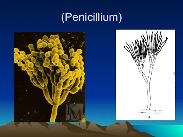 (Penicillium)