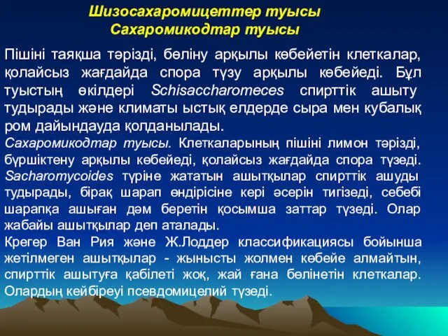 Шизосахаромицеттер туысы Сахаромикодтар туысы Пішіні таяқша тәрізді, бөліну арқылы көбейетін