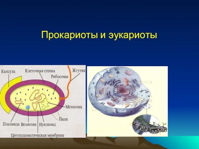 Прокариоты и эукариоты