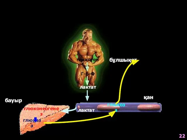 бұлшықет бауыр гликоген Г-6-Ф лактат лактат глюконеогенез глюкоза глюкоза қан 22