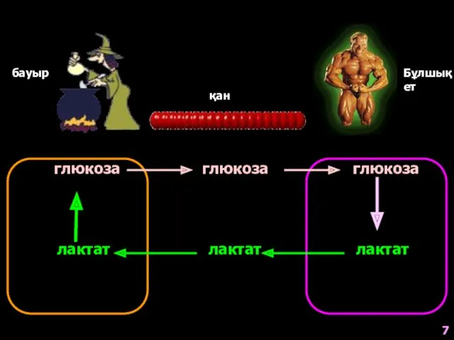 7 бауыр қан Бұлшық ет глюкоза глюкоза глюкоза лактат лактат лактат