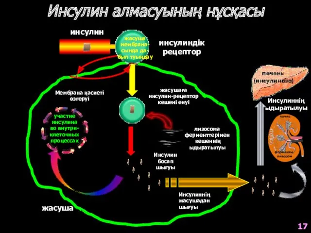 Инсулин алмасуының нұсқасы инсулиндік рецептор жасуша жасушаға инсулин-рецептор кешені енуі