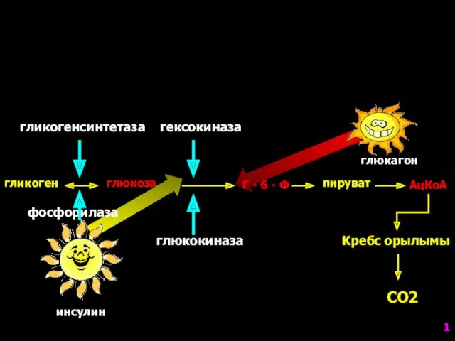 фосфорилаза гликоген гликогенсинтетаза глюкоза гексокиназа глюкокиназа Г - 6 -