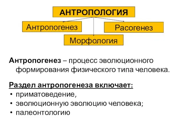 Антропогенез – процесс эволюционного формирования физического типа человека. Раздел антропогенеза включает: приматоведение, эволюционную эволюцию человека; палеонтологию