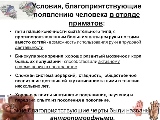 Условия, благоприятствующие появлению человека в отряде приматов: пяти палые конечности