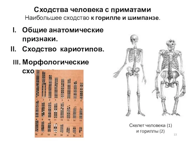 Сходства человека с приматами Наибольшее сходство к горилле и шимпанзе.