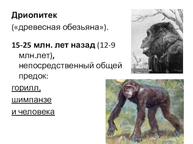Дриопитек («древесная обезьяна»). 15-25 млн. лет назад (12-9 млн.лет), непосредственный общей предок: горилл, шимпанзе и человека