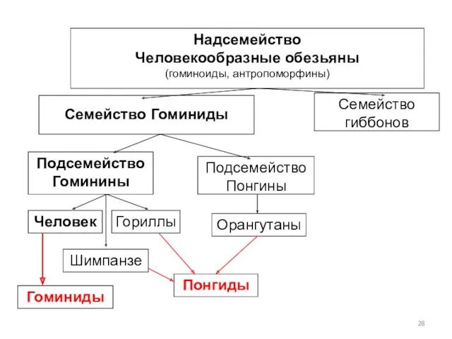 Гоминиды