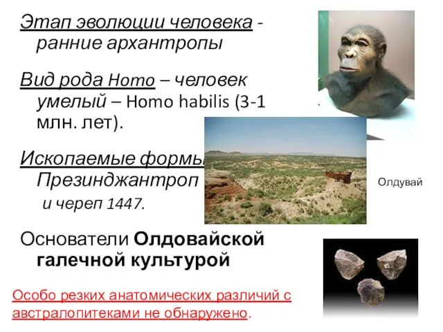 Этап эволюции человека - ранние архантропы Вид рода Homo –