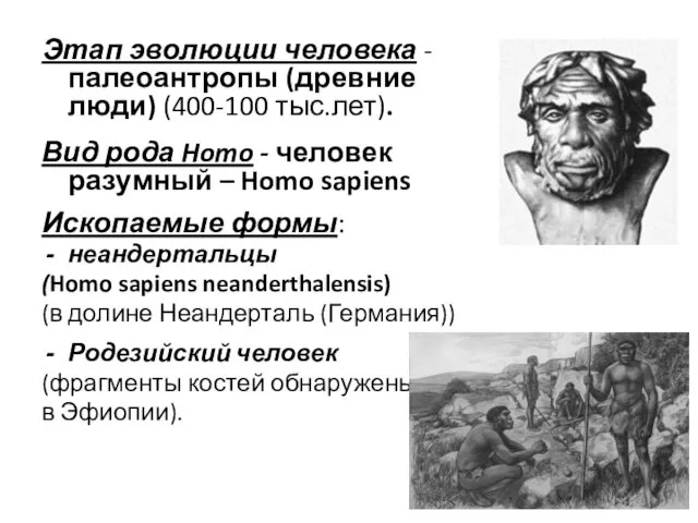 Этап эволюции человека - палеоантропы (древние люди) (400-100 тыс.лет). Вид