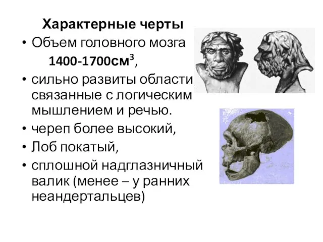 Характерные черты Объем головного мозга 1400-1700см3, сильно развиты области, связанные