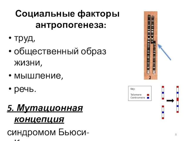 Социальные факторы антропогенеза: труд, общественный образ жизни, мышление, речь. 5. Мутационная концепция синдромом Бьюси-Клювера