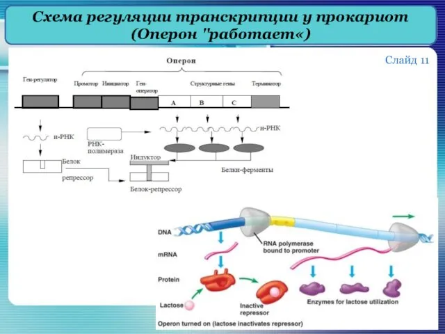 Схема регуляции транскрипции у прокариот (Оперон "работает«) Слайд 11