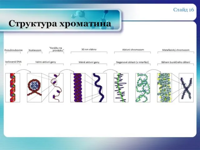 Структура хроматина Слайд 16