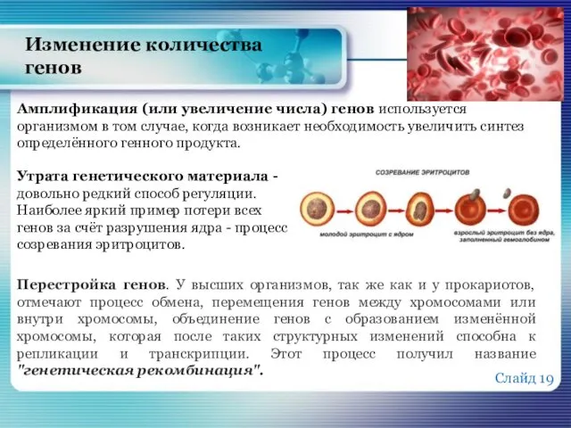 Изменение количества генов Амплификация (или увеличение числа) генов используется организмом