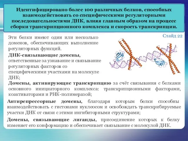 Идентифицировано более 100 различных белков, способных взаимодействовать со специфическими регуляторными