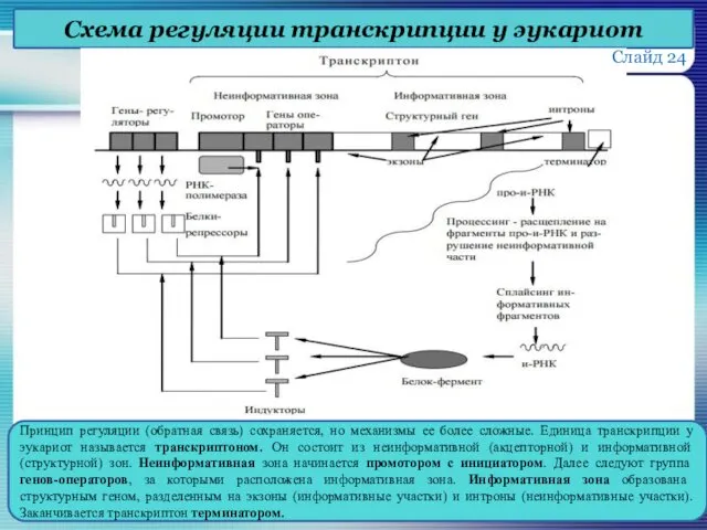 Схема регуляции транскрипции у эукариот Принцип регуляции (обратная связь) сохраняется,