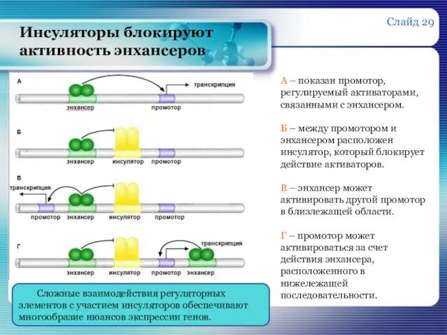 Инсуляторы блокируют активность энхансеров А – показан промотор, регулируемый активаторами,