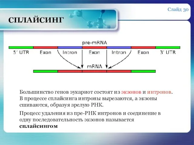 СПЛАЙСИНГ Большинство генов эукариот состоят из экзонов и интронов. В