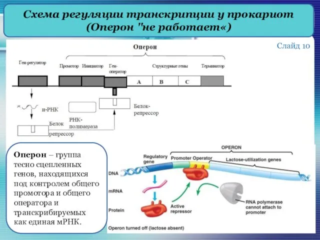 Схема регуляции транскрипции у прокариот (Оперон "не работает«) Слайд 10