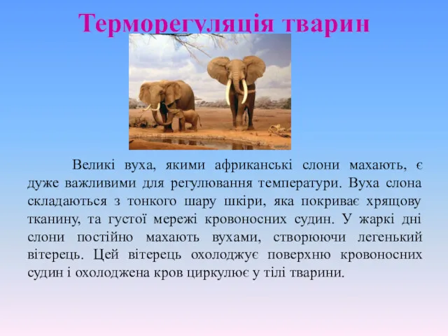 Терморегуляція тварин Великі вуха, якими африканські слони махають, є дуже важливими для регулювання