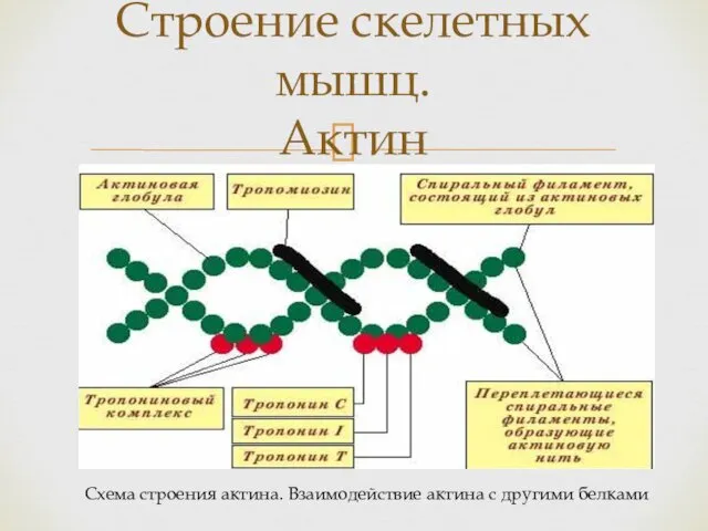 Строение скелетных мышц. Актин Схема строения актина. Взаимодействие актина с другими белками