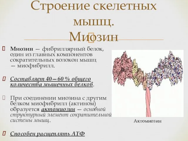 Миозин — фибриллярный белок, один из главных компонентов сократительных волокон