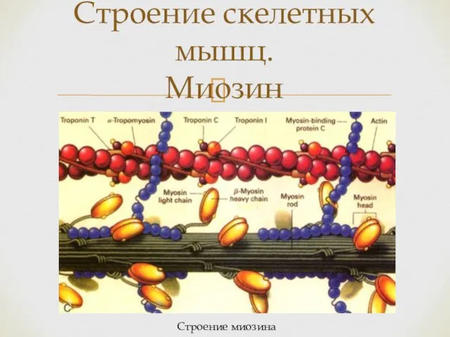 Строение скелетных мышц. Миозин Строение миозина