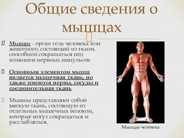 Мышцы - орган тела человека или животного, состоящий из ткани,