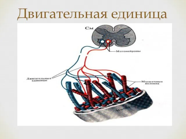 Двигательная единица