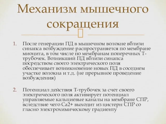 После генерации ПД в мышечном волокне вблизи синапса возбуждение распространяется