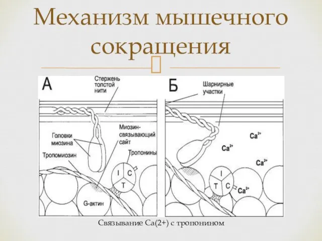 Механизм мышечного сокращения Связывание Ca(2+) с тропонином