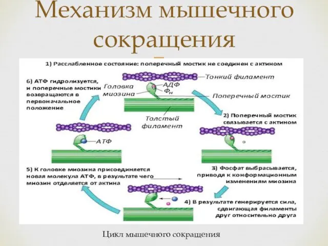 Механизм мышечного сокращения Цикл мышечного сокращения