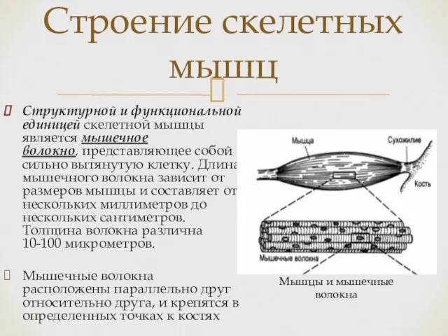 Строение скелетных мышц Структурной и функциональной единицей скелетной мышцы является