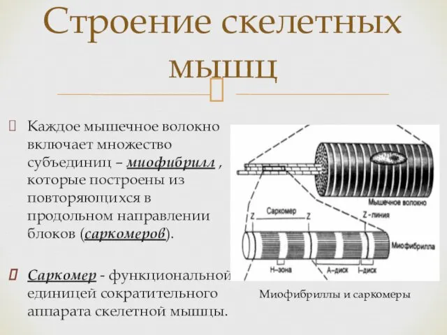 Строение скелетных мышц Каждое мышечное волокно включает множество субъединиц –