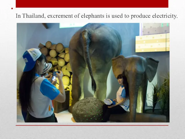 In Thailand, excrement of elephants is used to produce electricity.