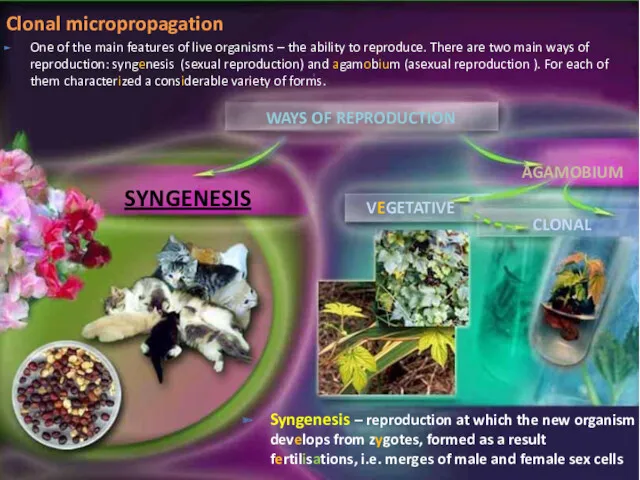 Clonal micropropagation One of the main features of live organisms